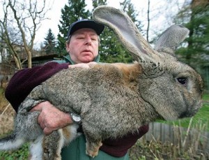 rabbit-starvation rabbit-starvation